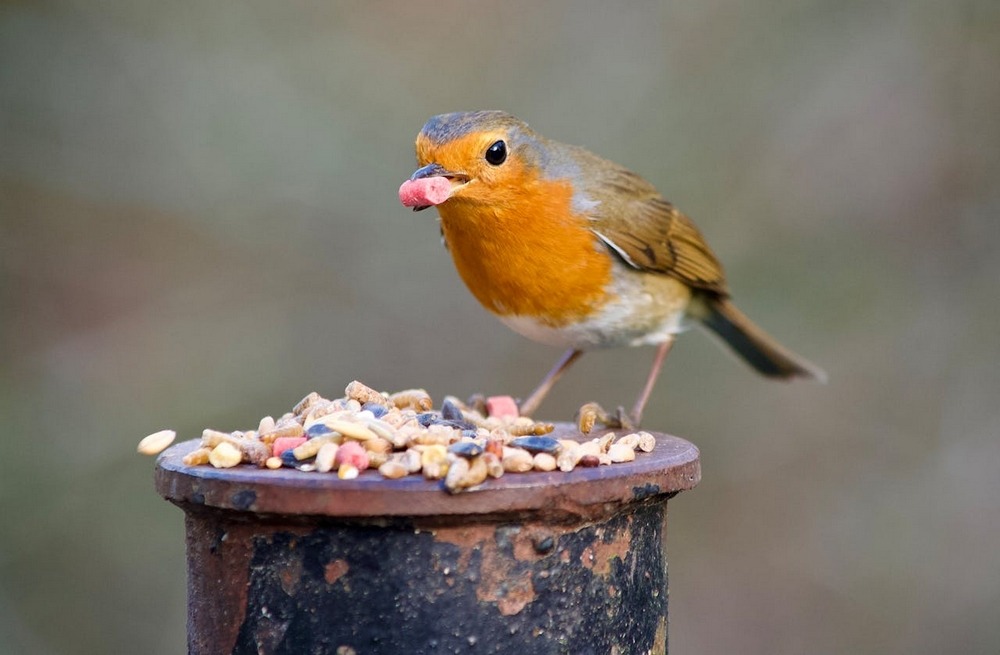 Ontdek de kracht van voeding voor vogels